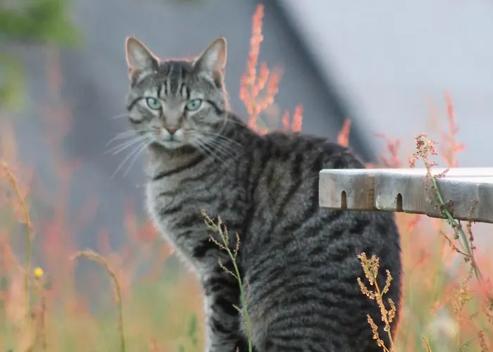 La Theresienne Bed & Breakfast Pleines-Oeuvres